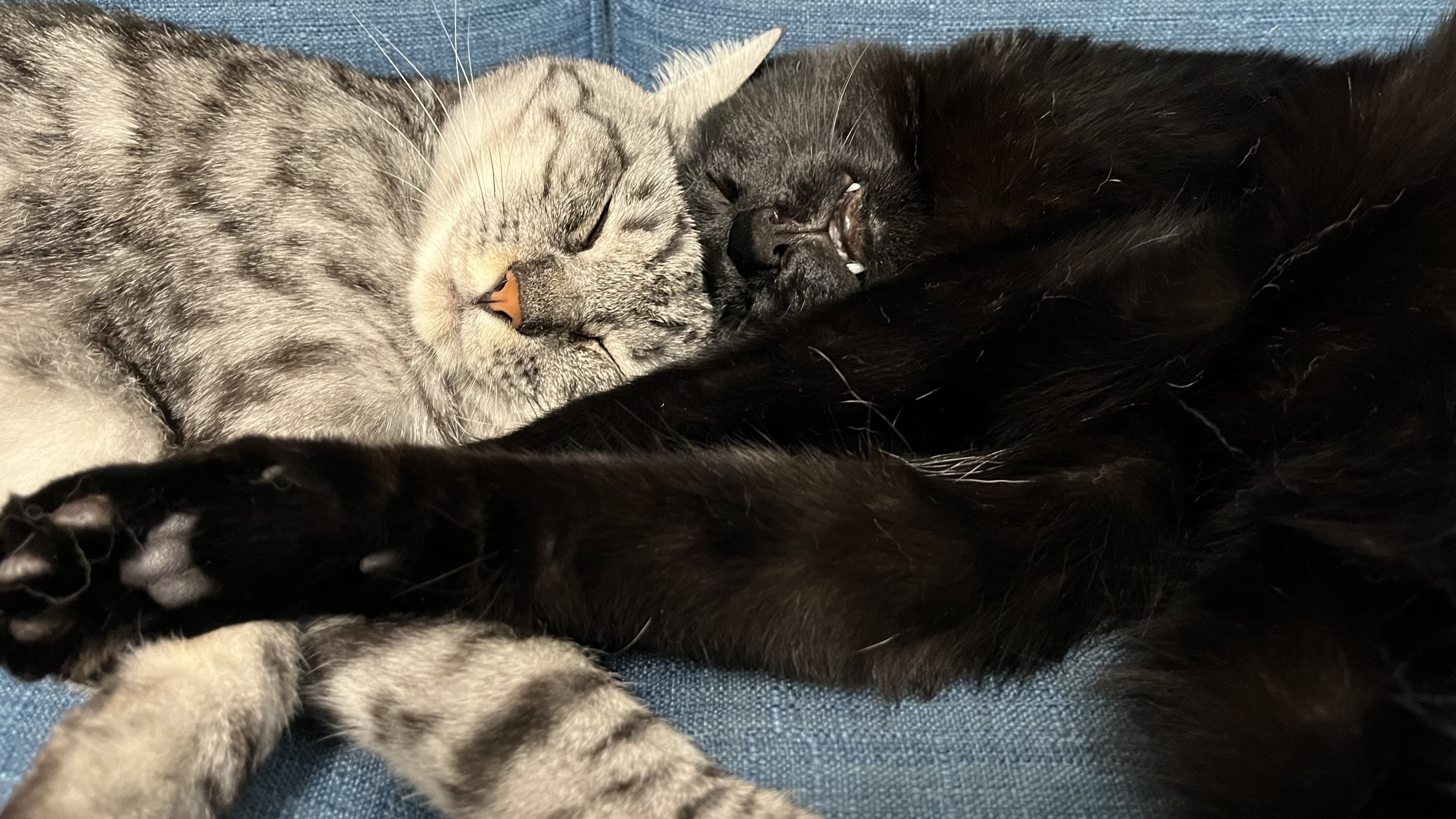 兄妹すやすや💤ゴッツンコ！