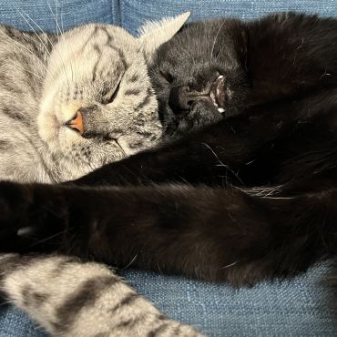 兄妹すやすや💤ゴッツンコ！