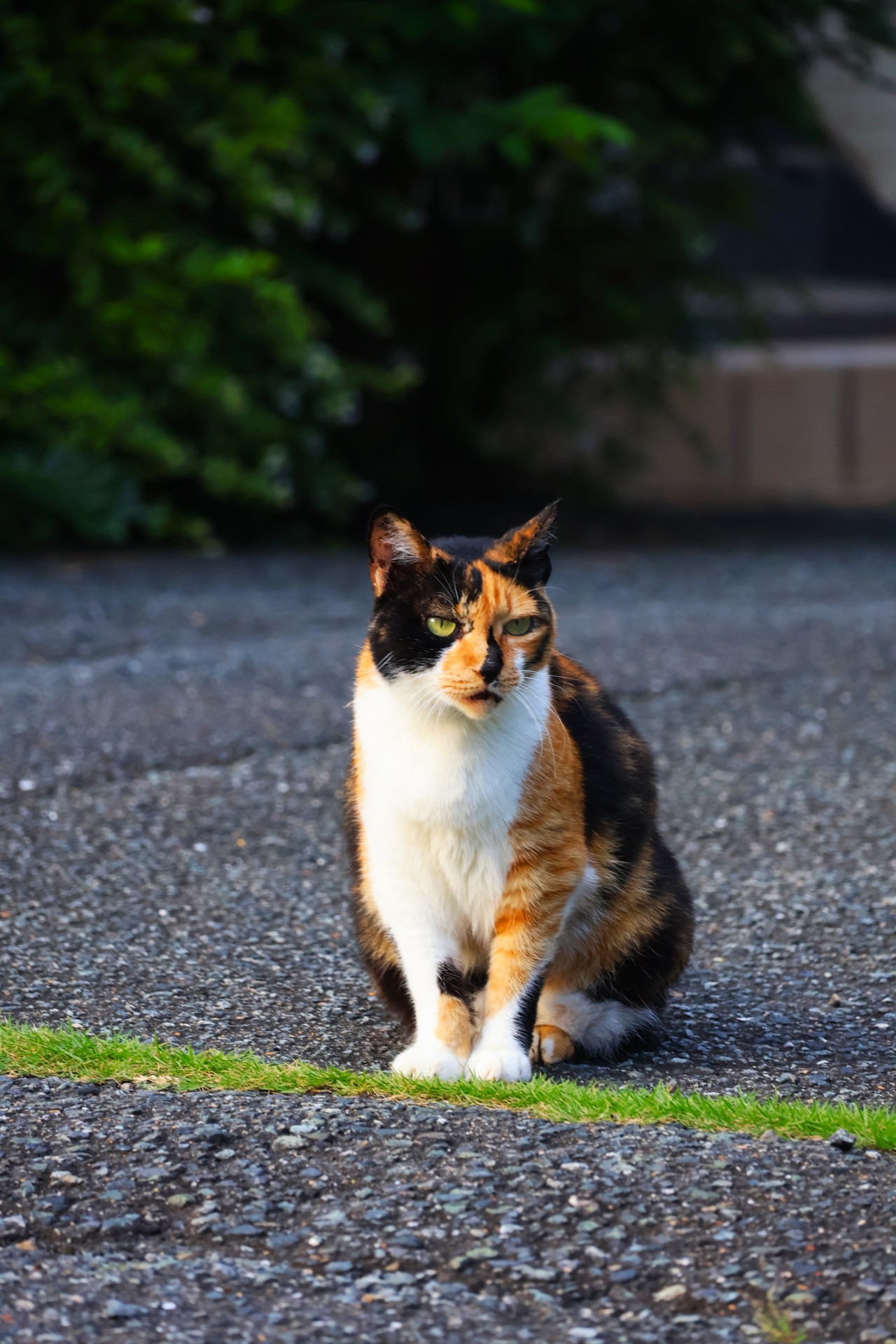 私のともだち