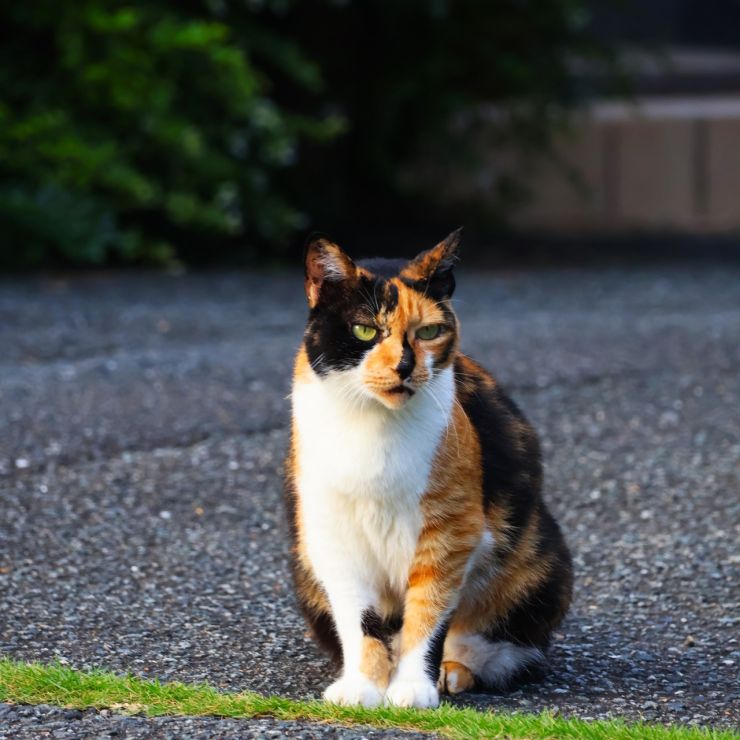 私のともだち