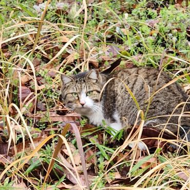 さくらねこ
