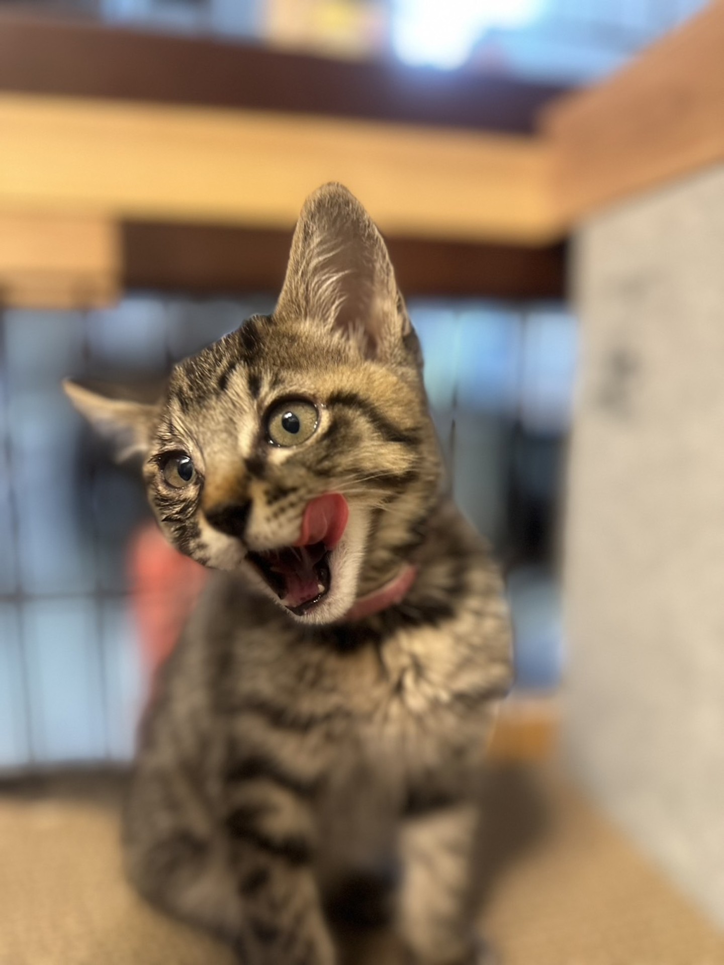 うまい！　まんぞくまんぞく！