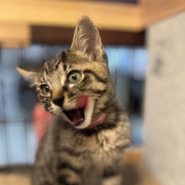 うまい！　まんぞくまんぞく！
