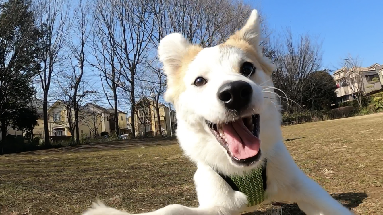 わんぱく犬