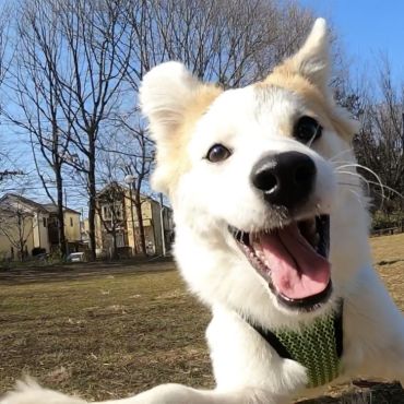 わんぱく犬