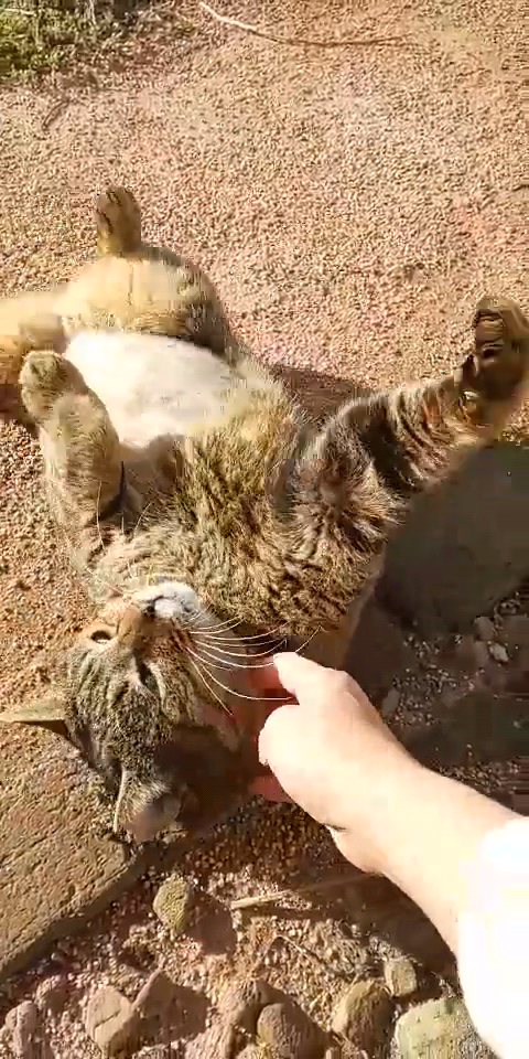 さくらねこになって助かったトラ