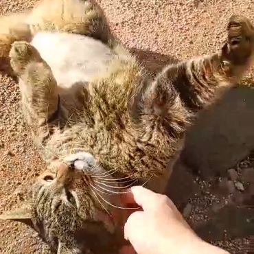 さくらねこになって助かったトラ