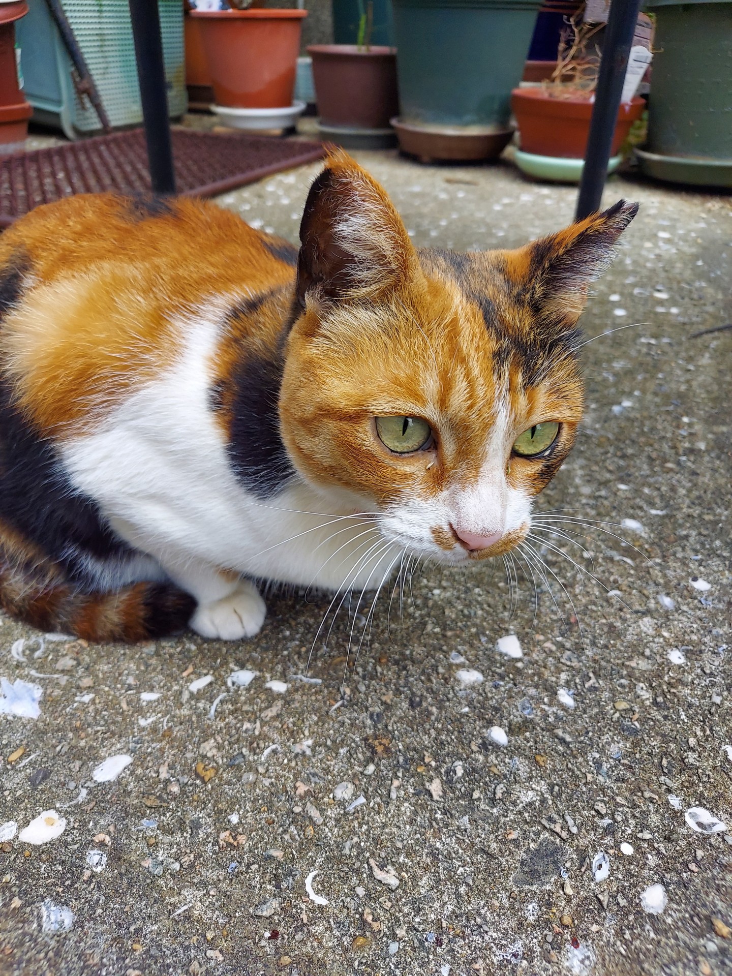さくらねこのミケ