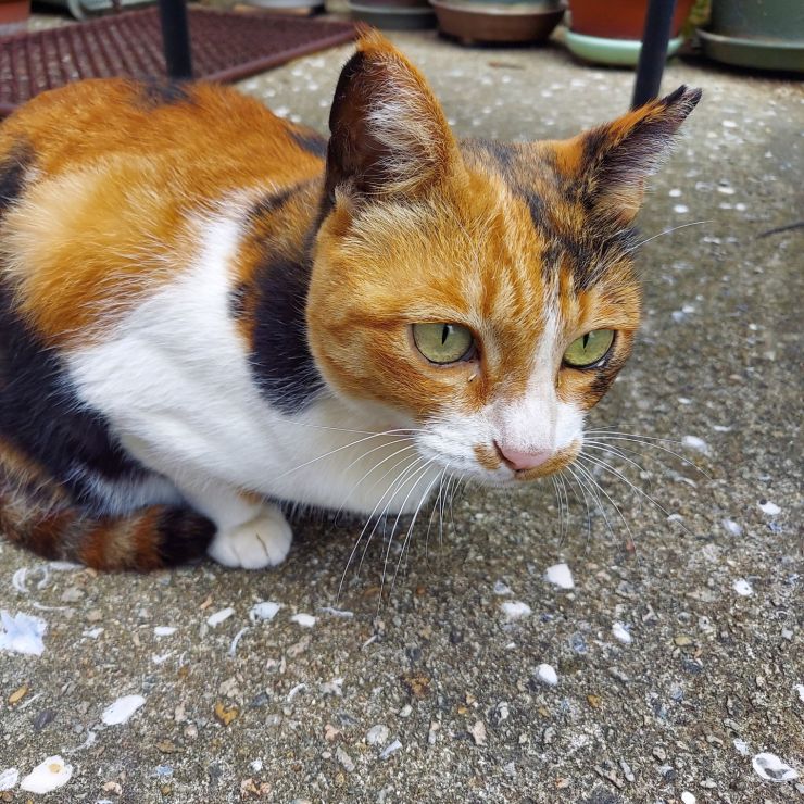 さくらねこのミケ