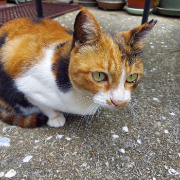 さくらねこのミケ