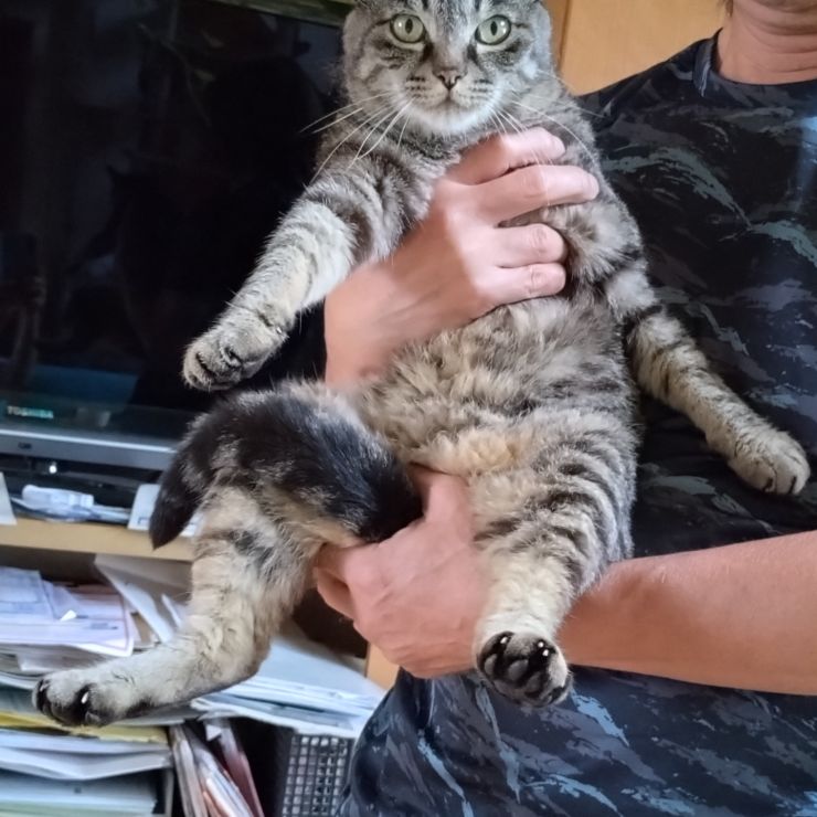 命をつないだ猫