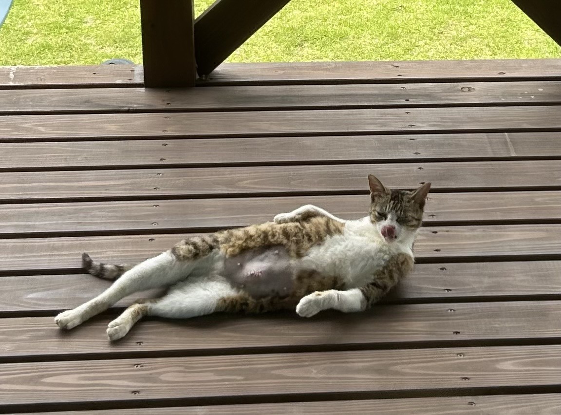 おもろい猫