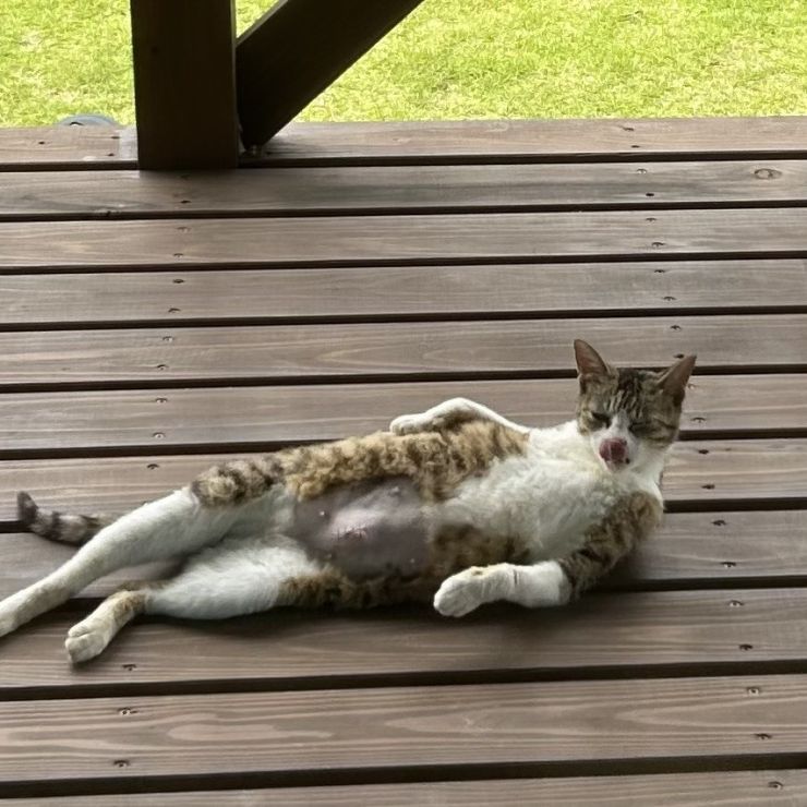 おもろい猫