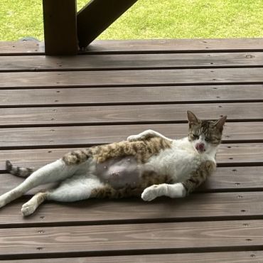 おもろい猫
