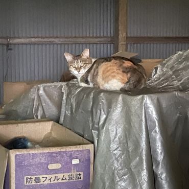 ご飯だよ