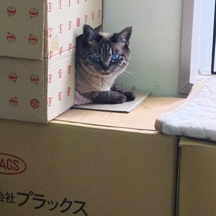 箱入り娘