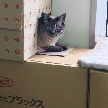 箱入り娘