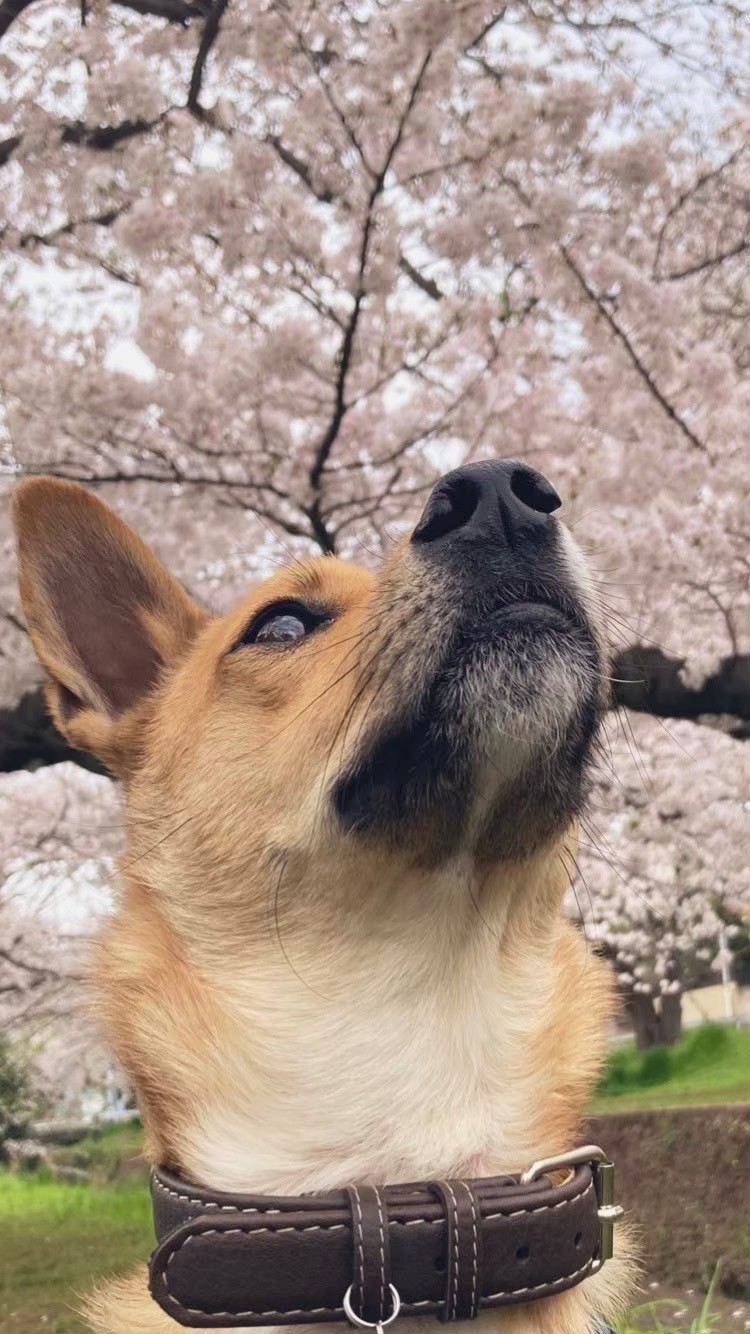 目に映る春