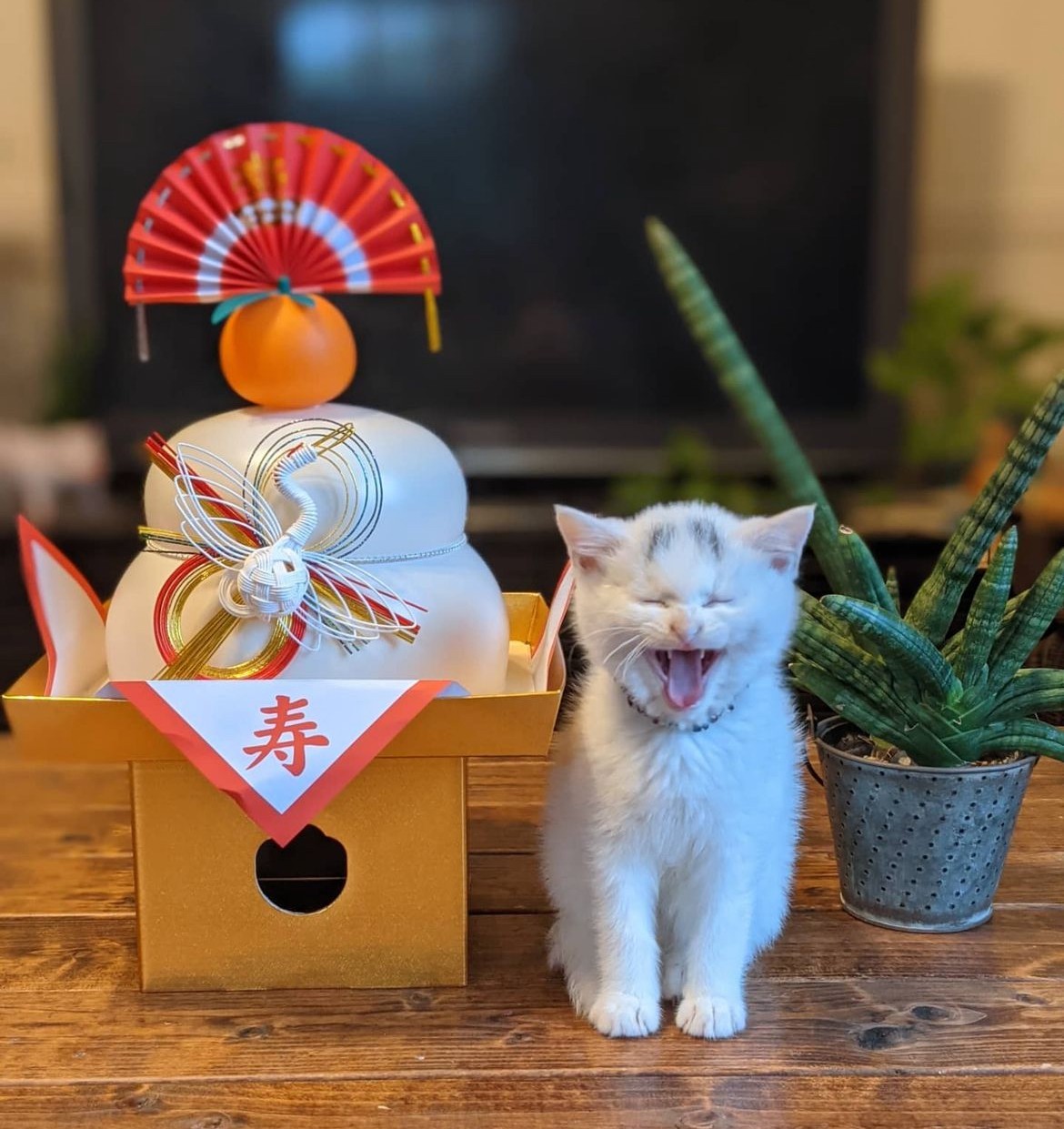 めでたいニヤ—😺