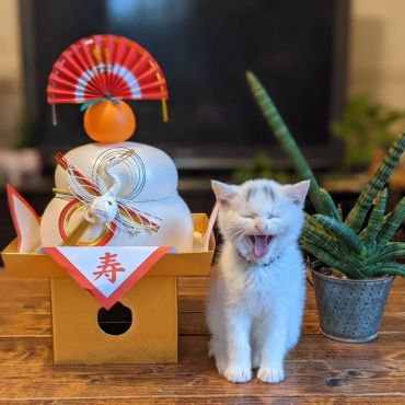 めでたいニヤ—😺