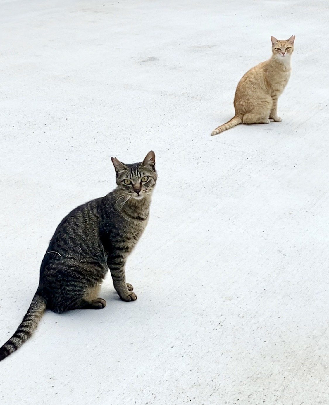 僕たち元気だよ
