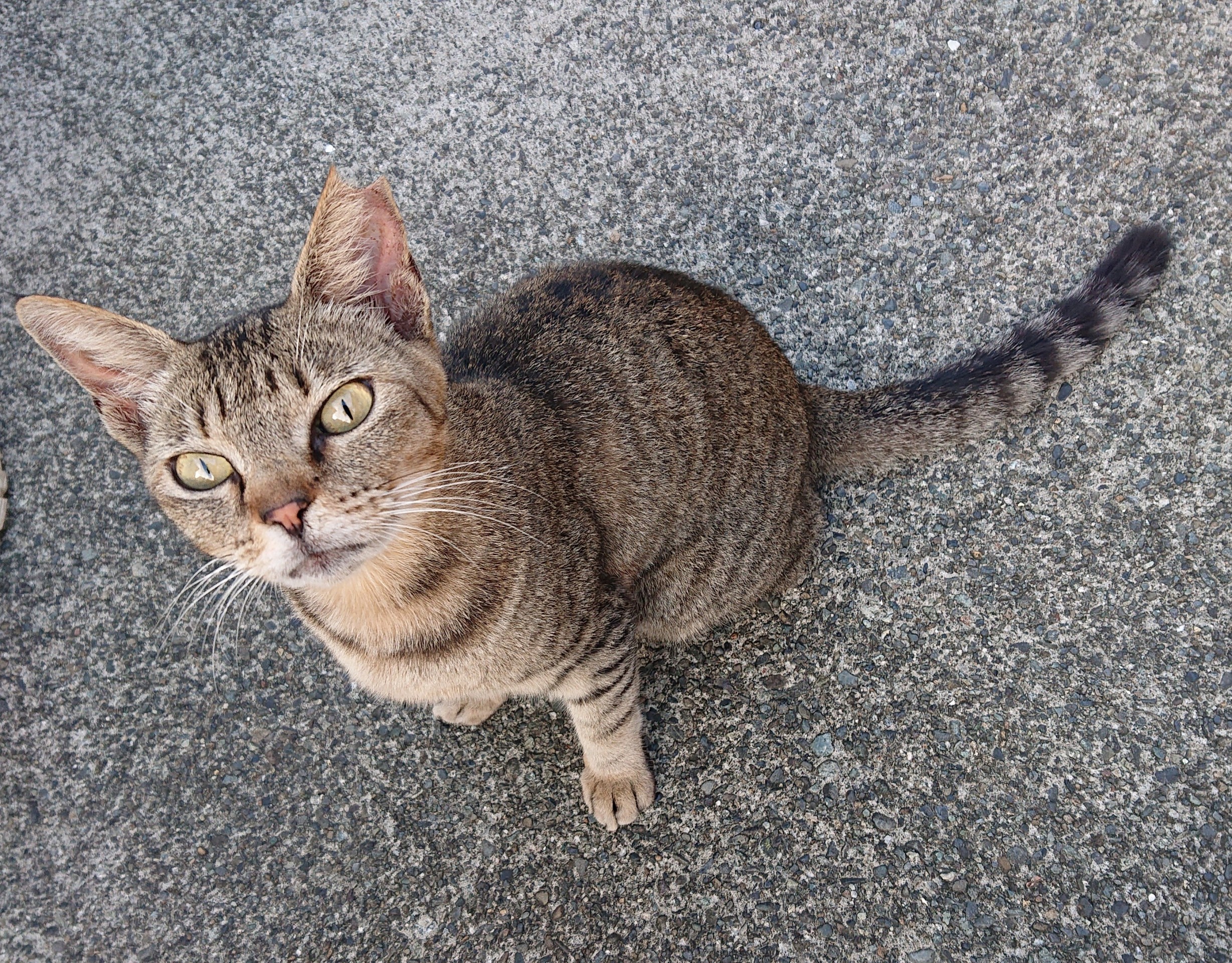 地域猫のこうき