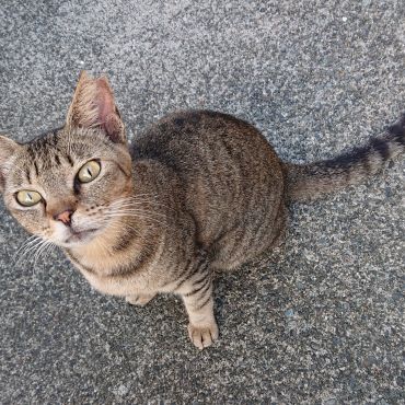 地域猫のこうき