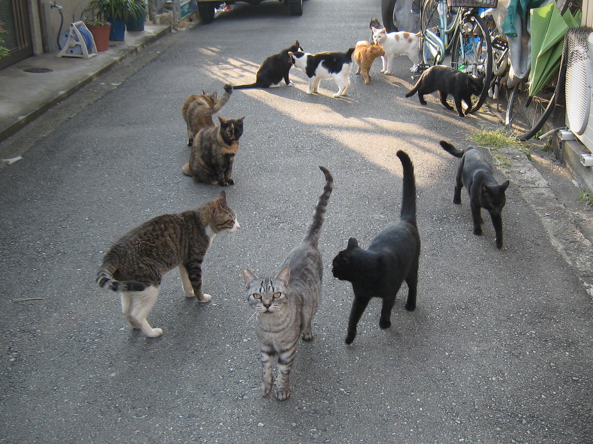 偶然できた猫サークル
