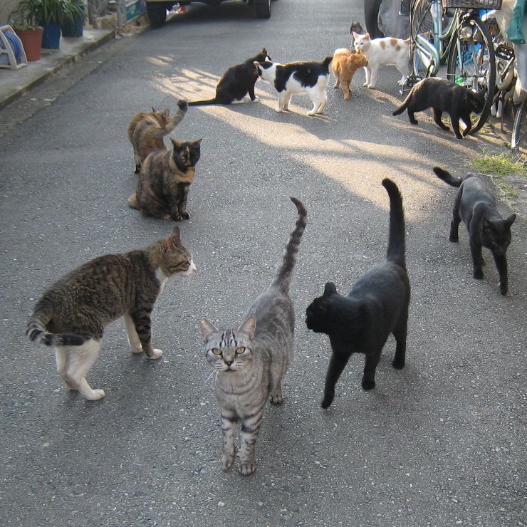 偶然できた猫サークル