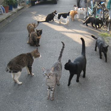 偶然できた猫サークル
