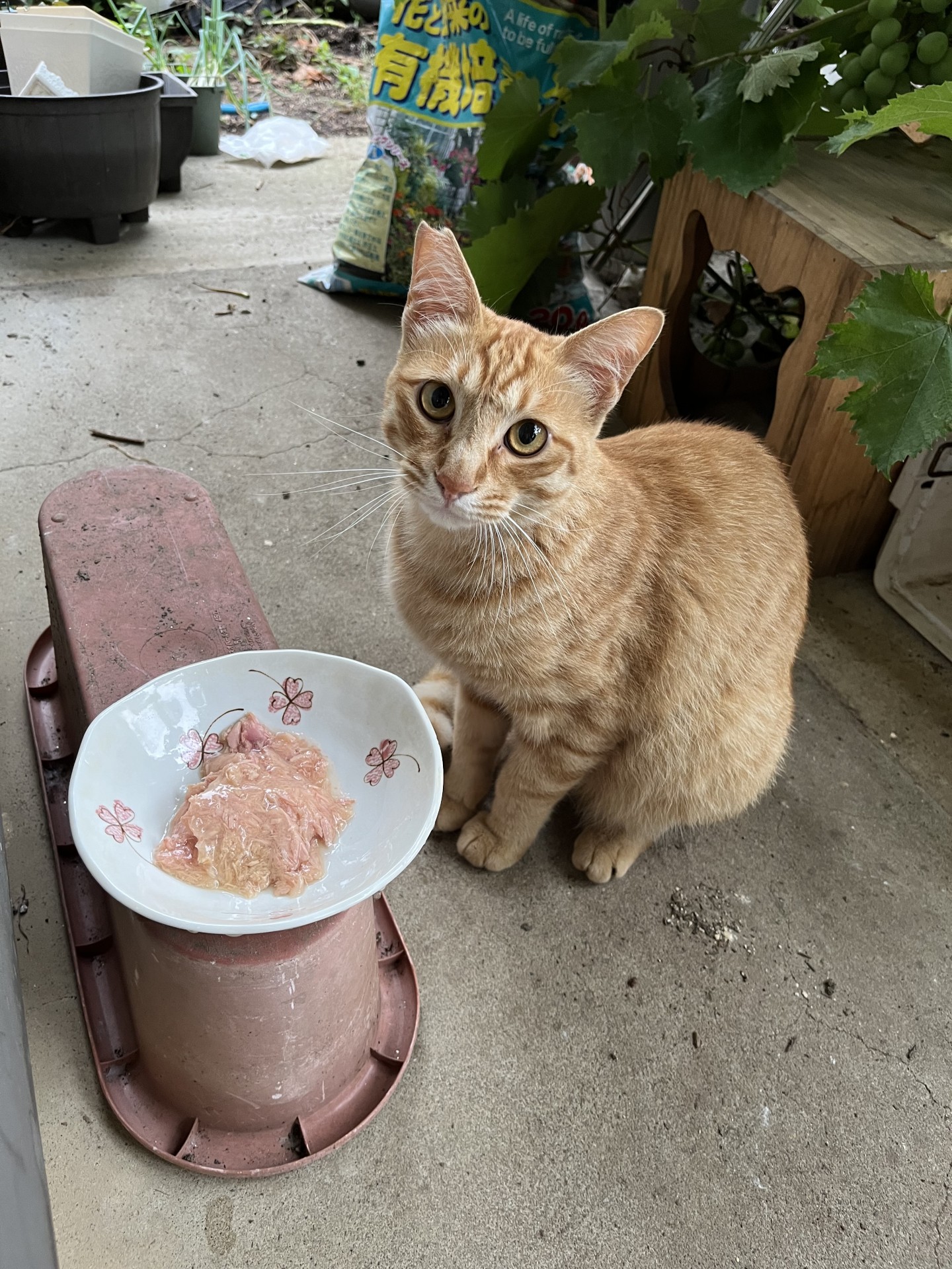 ご飯これですか？