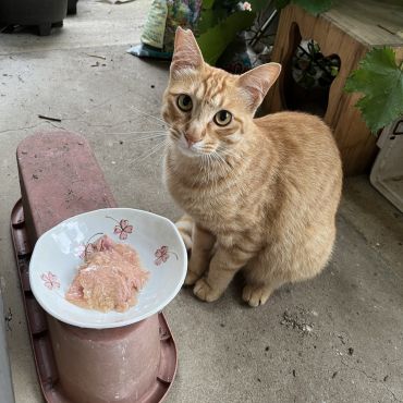 ご飯これですか？