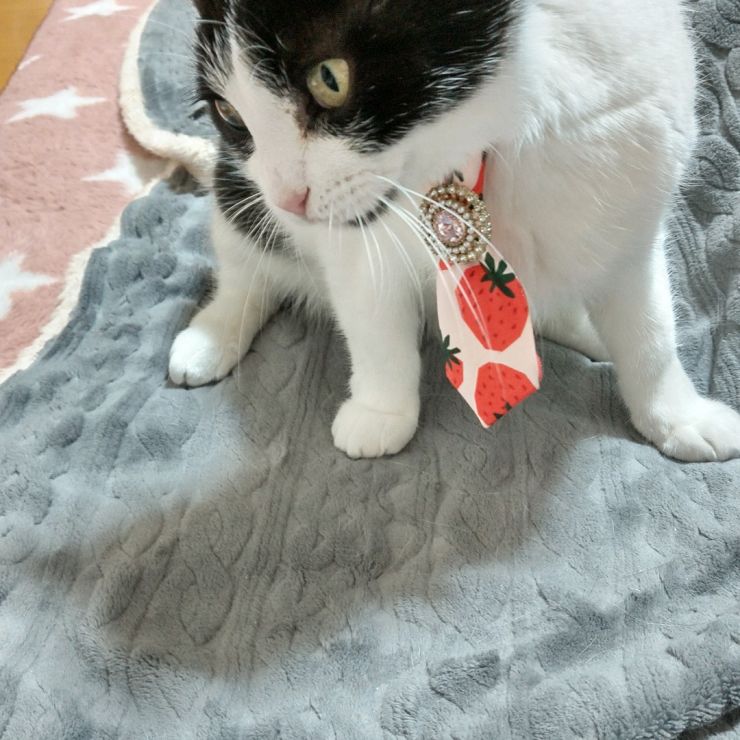 オシャレしたよ
