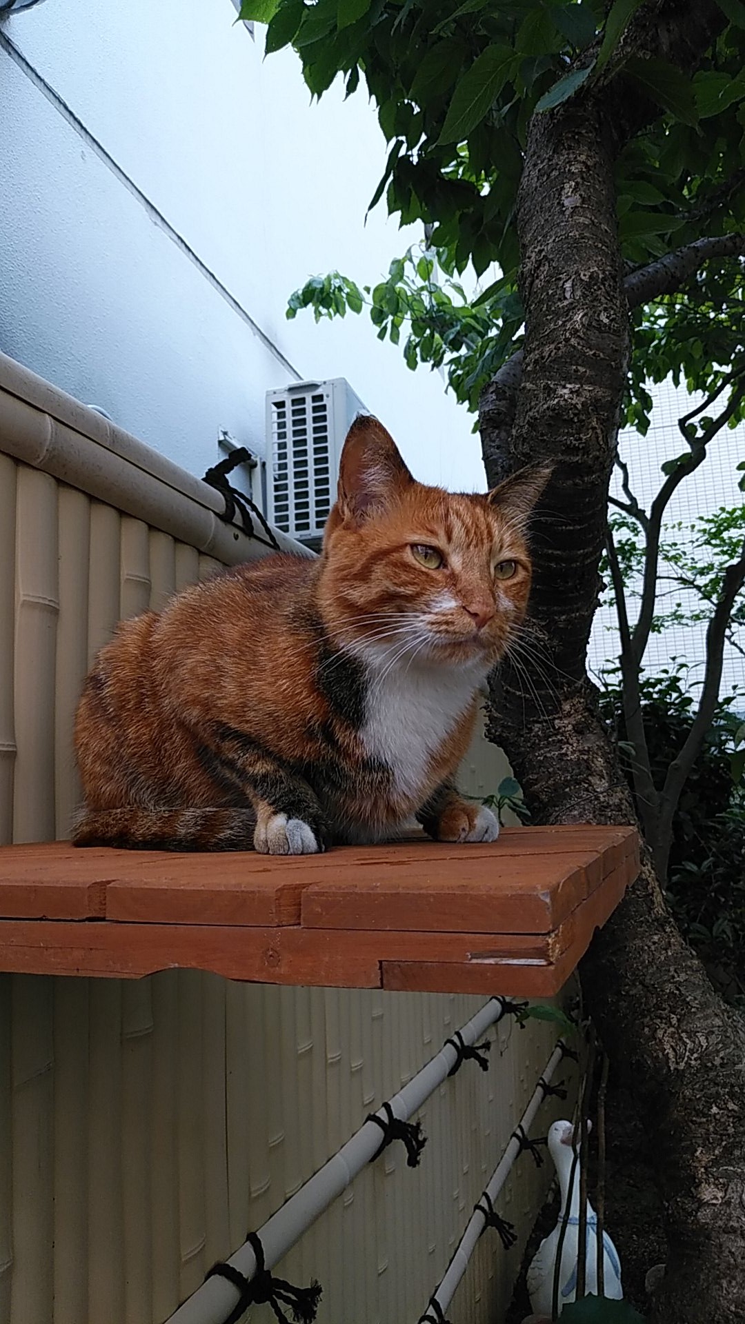 異常なし！