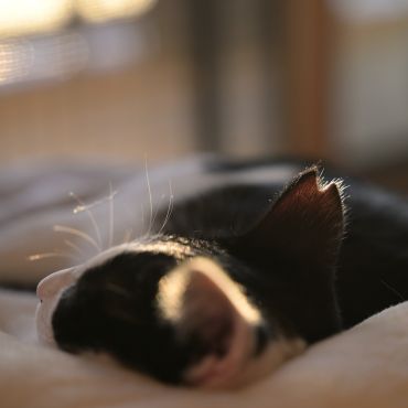 ぐっすり