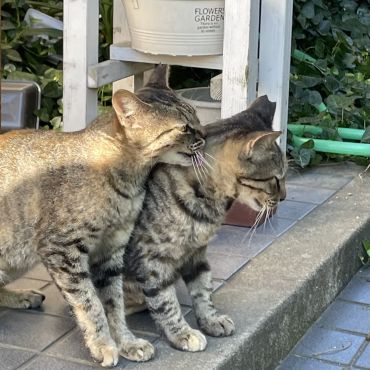 お母ちゃん　あのね！
