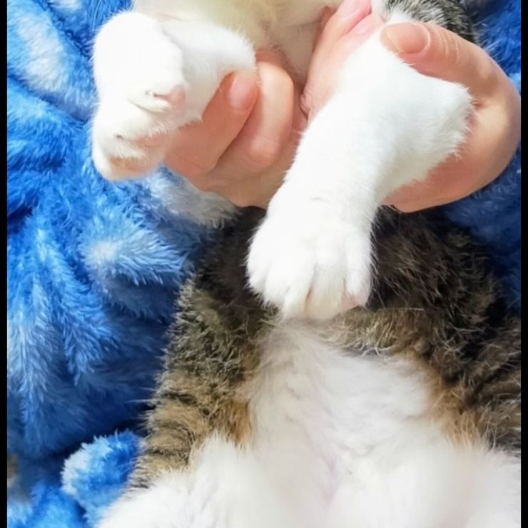 いのちをつないだ