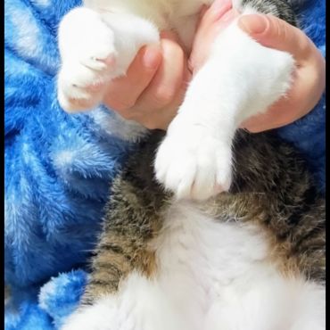 いのちをつないだ