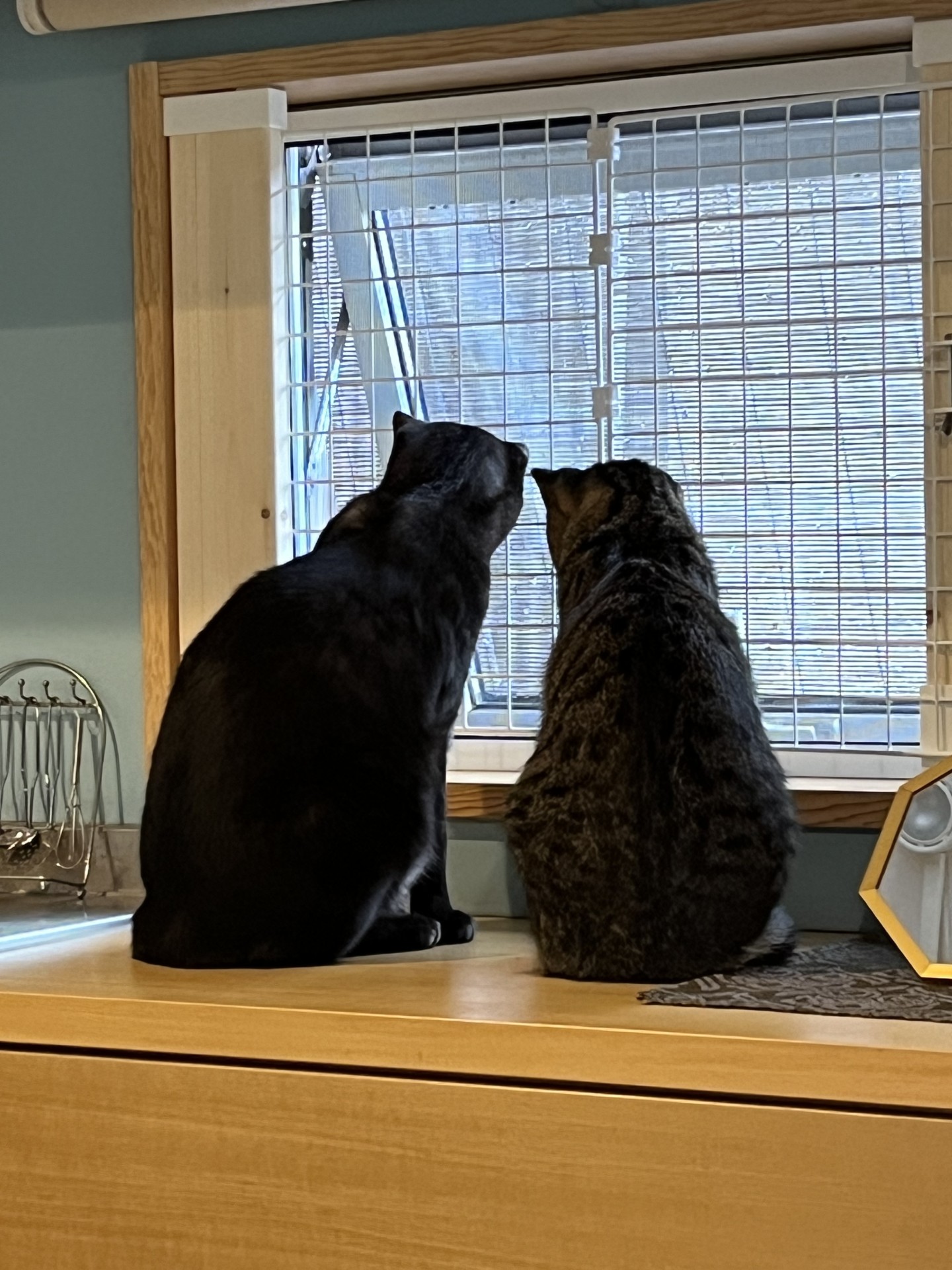 何見てるのー？