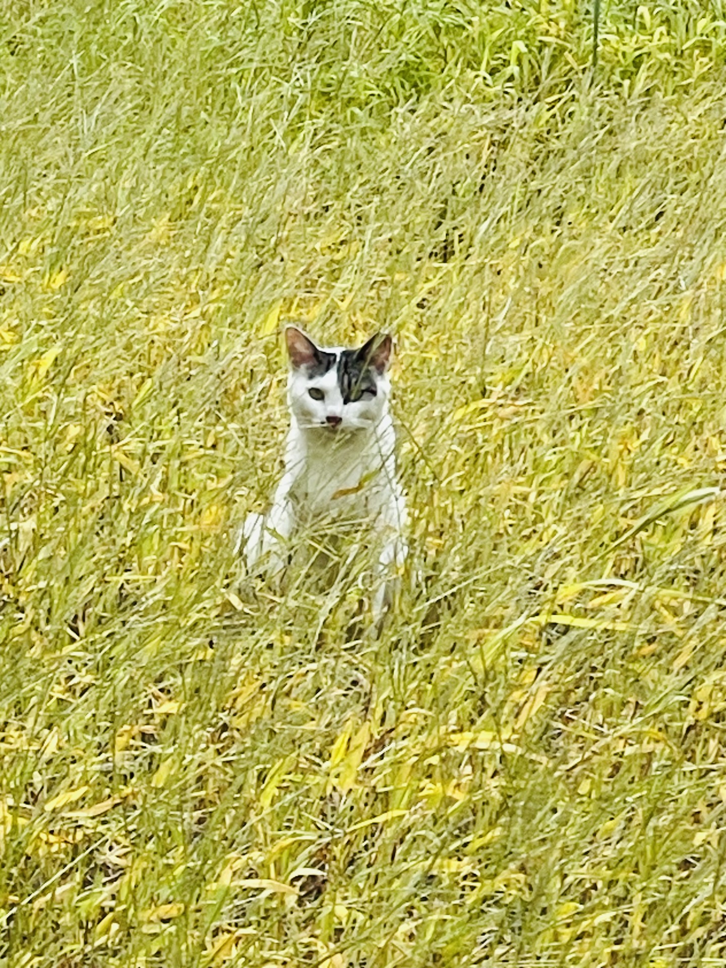 地域猫