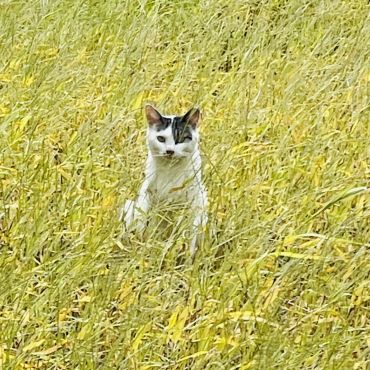 地域猫