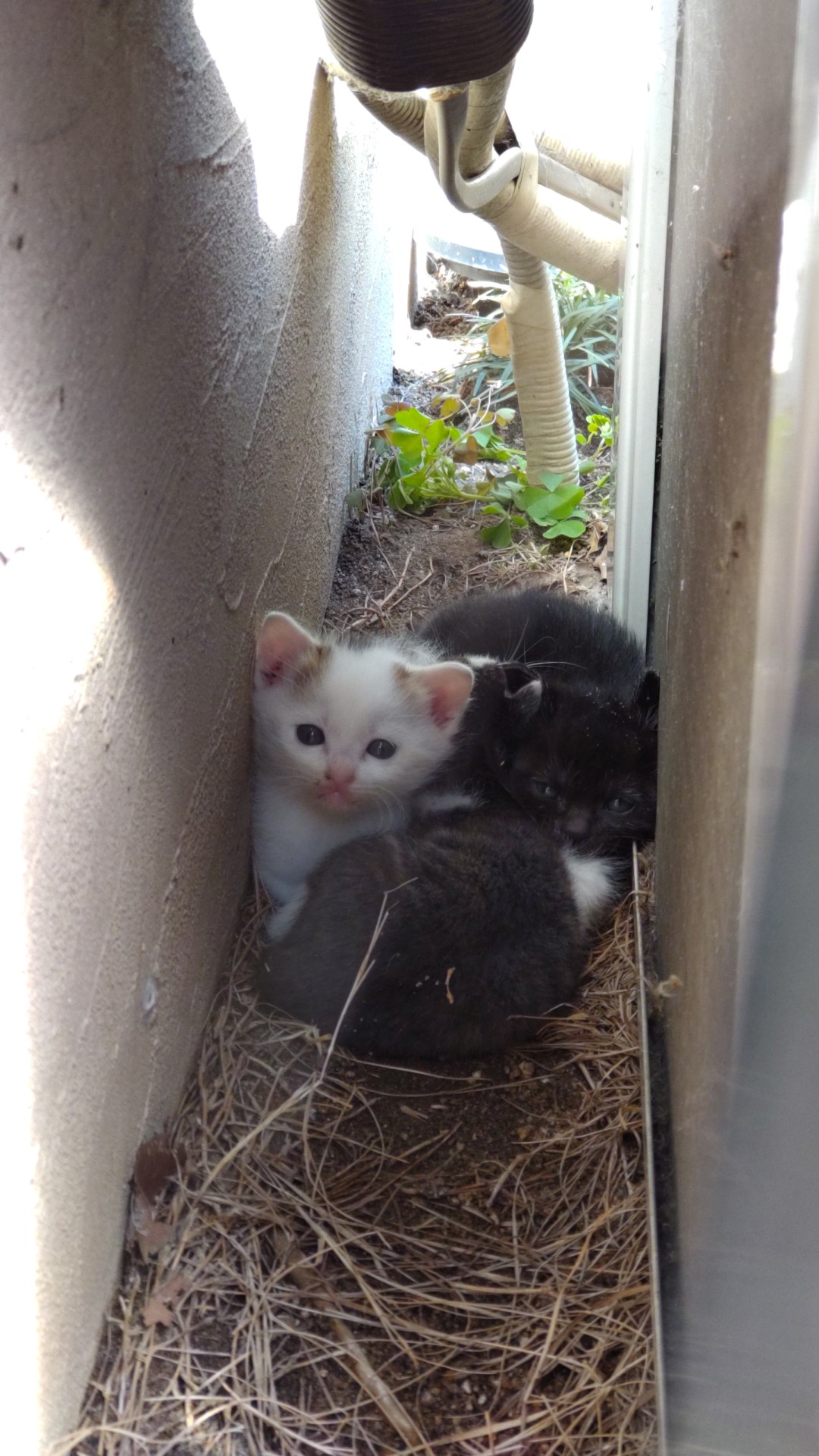 母ちゃんまだかな