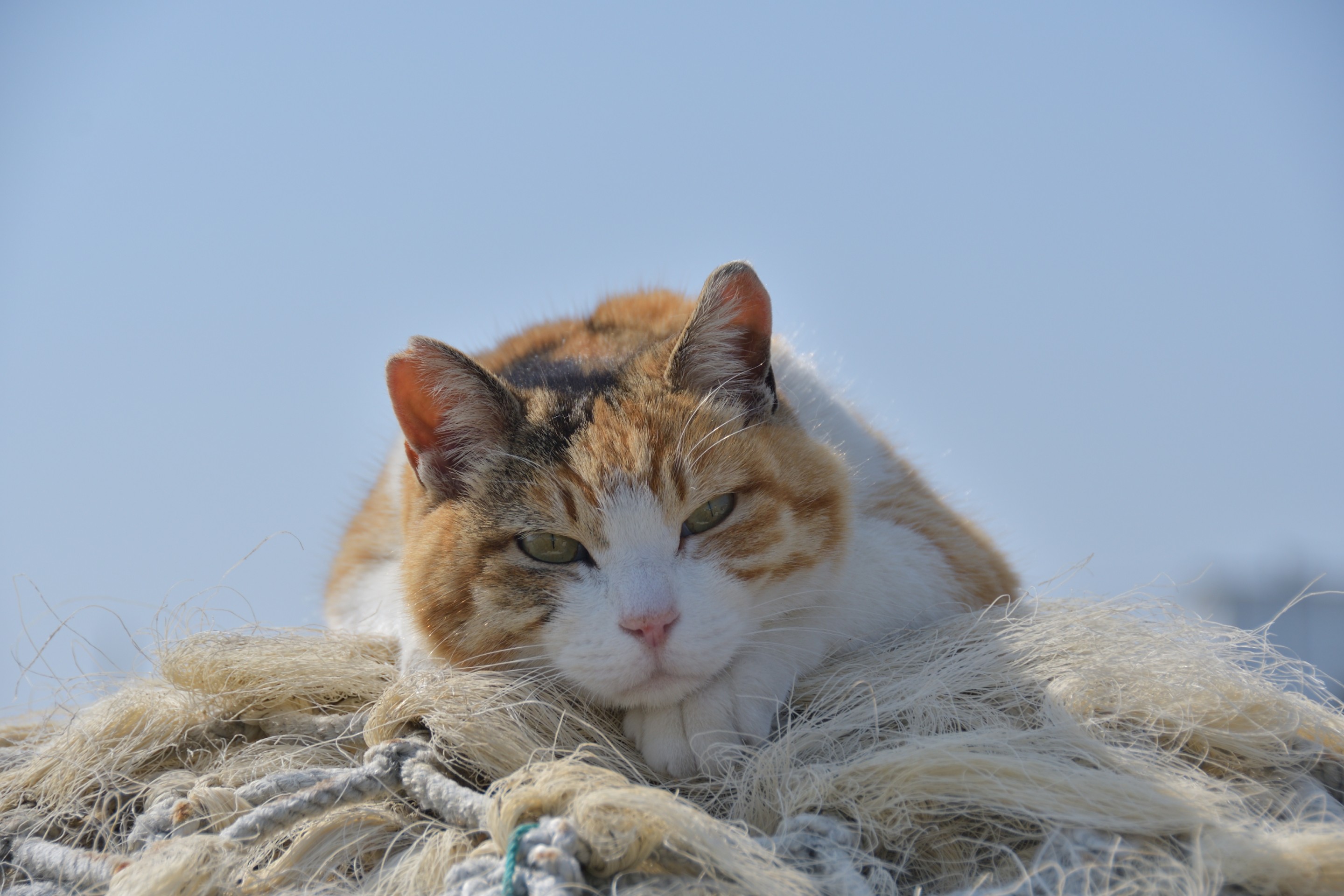 考える猫