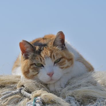 考える猫