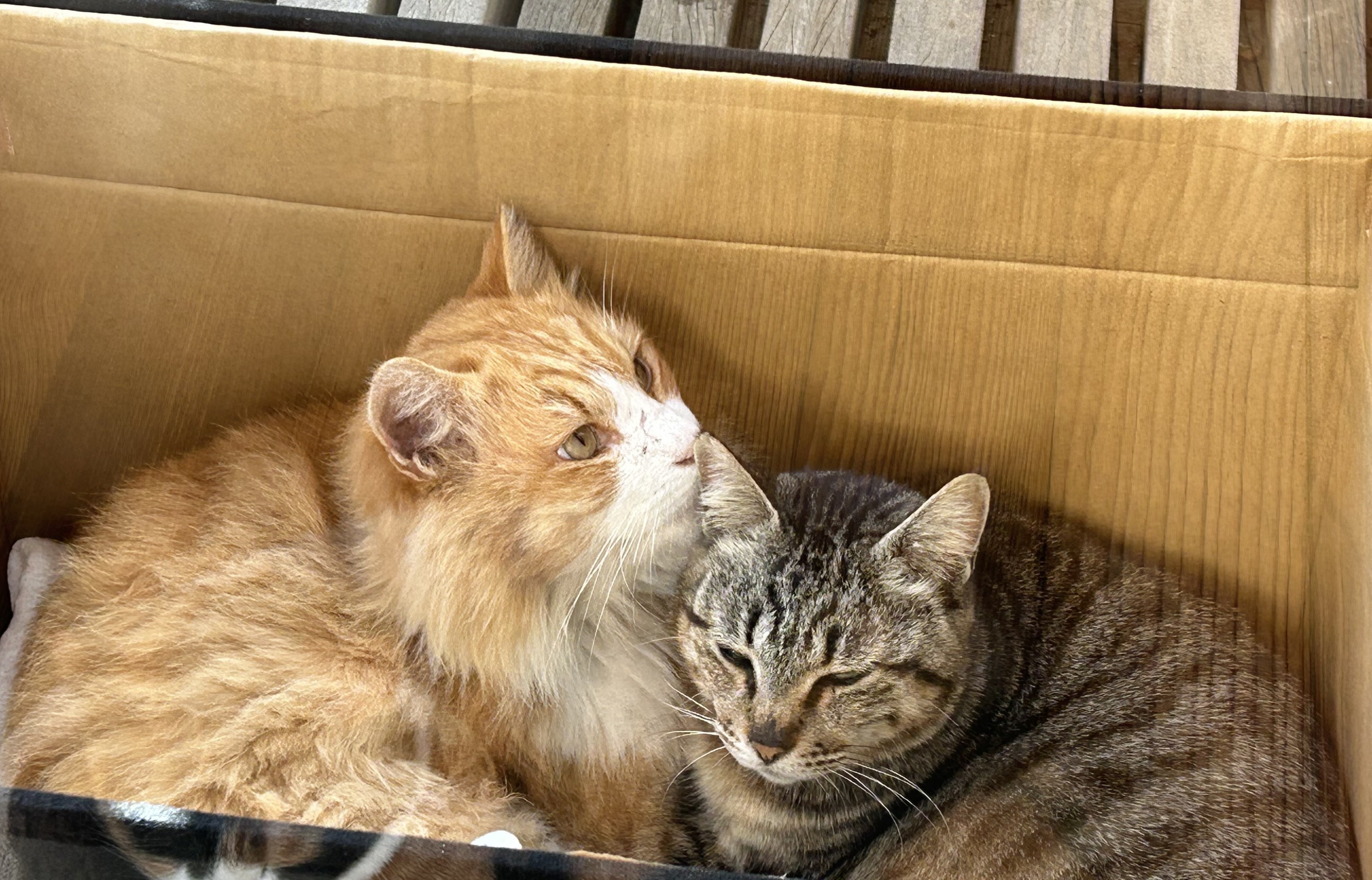 ここに居ても良いのかにゃぁ