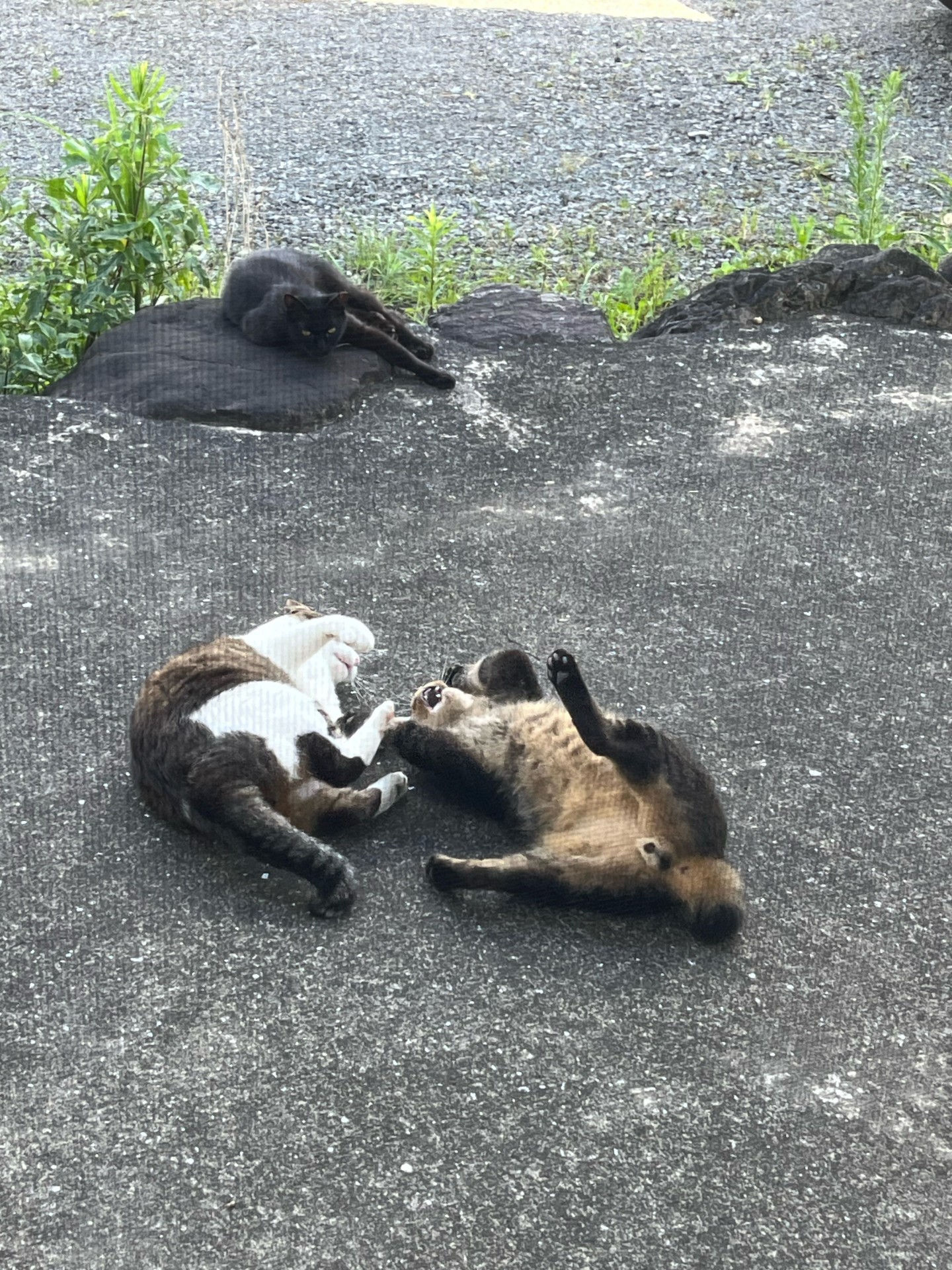 伸び伸び暮らす地域猫！