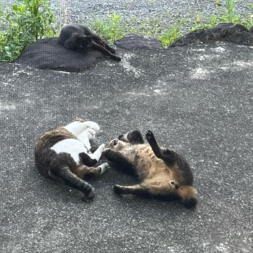 伸び伸び暮らす地域猫！