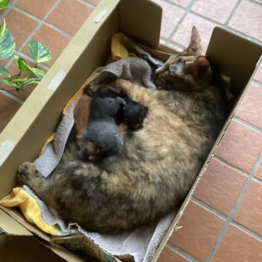無事にうまれた！