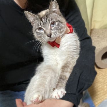 シャーシャー猫が慣れ慣れに