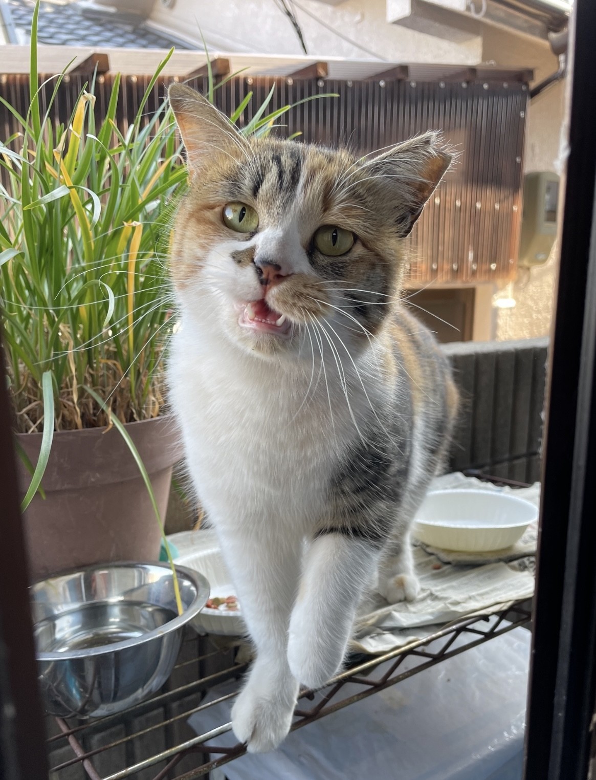 三毛ママ